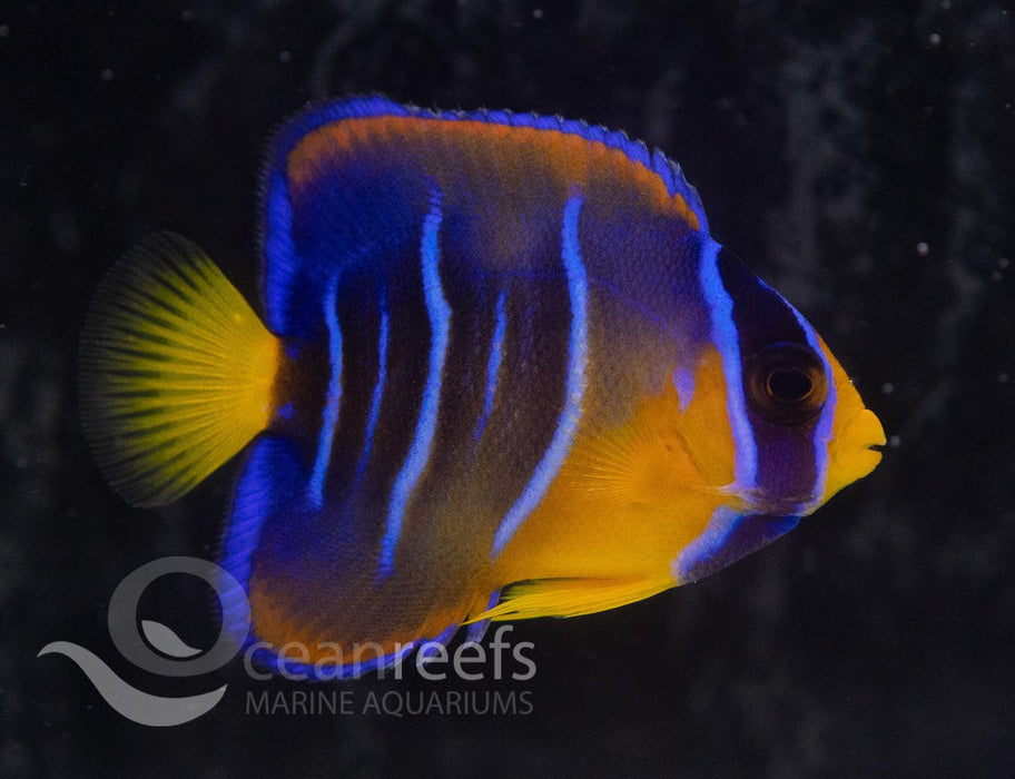 Queen Angelfish (Juvenile) - Ocean Reefs Marine Aquariums