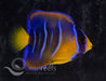 Queen Angelfish (Juvenile) - Ocean Reefs Marine Aquariums