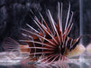 Radiata Lionfish - Ocean Reefs Marine Aquariums