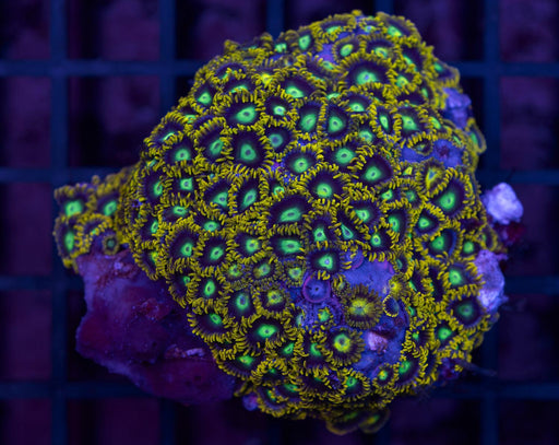 Radioactive Green Eye Zoa 2" - Ocean Reefs Marine Aquariums