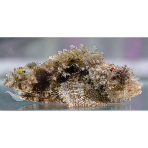 Raggy Scorpionfish - Ocean Reefs Marine Aquariums