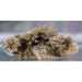 Raggy Scorpionfish - Ocean Reefs Marine Aquariums