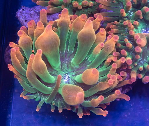 Rainbow Sunburst Anemone - Ocean Reefs Marine Aquariums