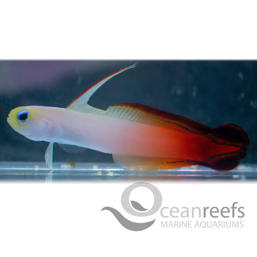 Red Firetail Goby - Ocean Reefs Marine Aquariums