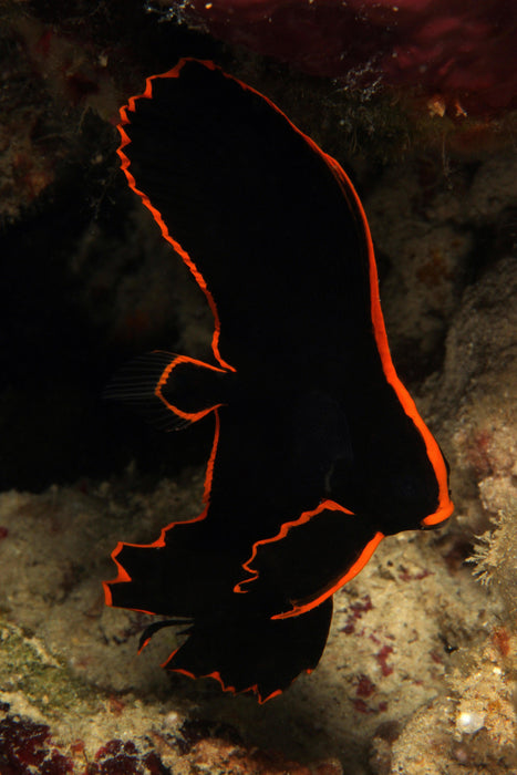 Red Line Batfish - Ocean Reefs Marine Aquariums