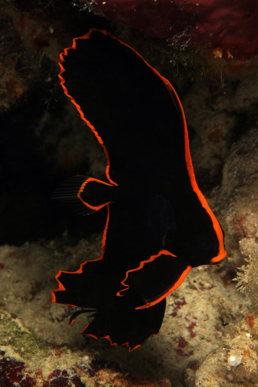 Red Line Batfish - Ocean Reefs Marine Aquariums