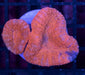 Red Lobo 1" - Ocean Reefs Marine Aquariums