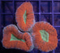 Red Multi Coloured Lobo - Ocean Reefs Marine Aquariums