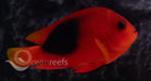 Red Saddleback Anemonefish - Ocean Reefs Marine Aquariums