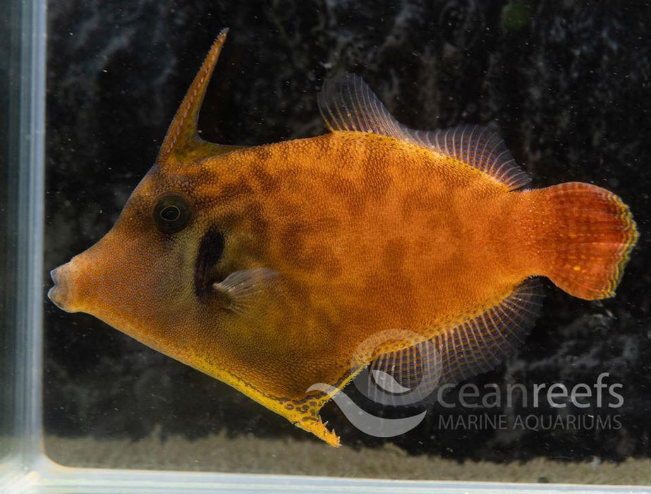 Red Filefish Red Tail Filefish — Ocean Reefs Marine Aquariums