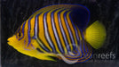Regal Angel (Yellow Belly) - Ocean Reefs Marine Aquariums