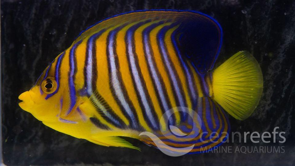 Regal Angel (Yellow Belly) - Ocean Reefs Marine Aquariums