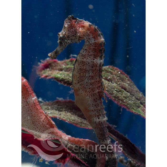 Reidi Seahorse - Ocean Reefs Marine Aquariums