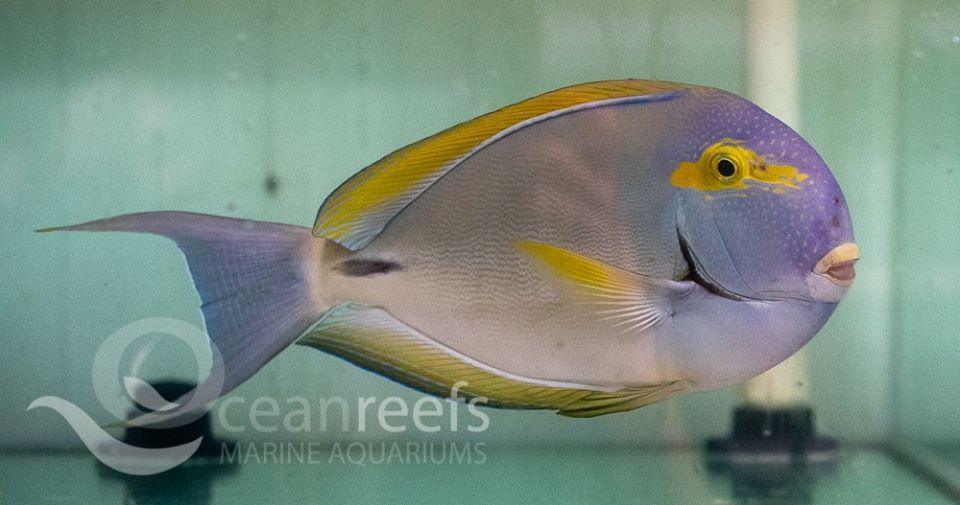 Tangle Ringtail Ring Tail Tang