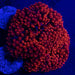 Rose Bubble Tip Anemone - Ocean Reefs Marine Aquariums
