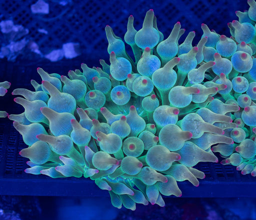 Rosebud Bubble Tip Anemone - Ocean Reefs Marine Aquariums