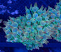 Rosebud Bubble Tip Anemone - Ocean Reefs Marine Aquariums