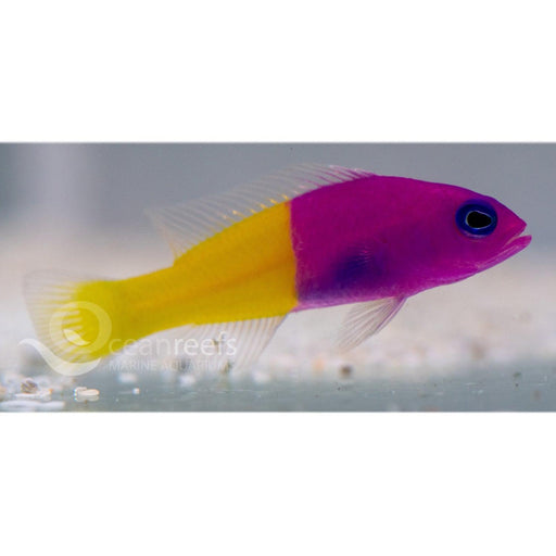 Orchid Dottyback (Captive Bred)