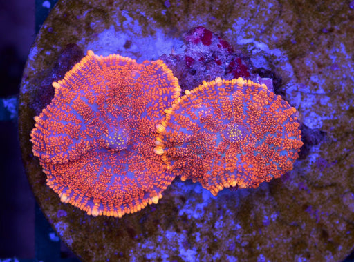 Rusty Morph 2 Polyps - Ocean Reefs Marine Aquariums