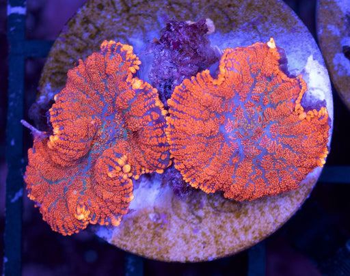 Rusty Morphs 2 Polyps - Ocean Reefs Marine Aquariums