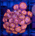 Sakura Sunrise Zoa Frag - Ocean Reefs Marine Aquariums