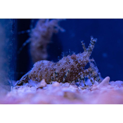 Saron Shrimp *Not Reef Safe - Ocean Reefs Marine Aquariums