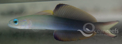 Scissortail Dartfish - Ocean Reefs Marine Aquariums