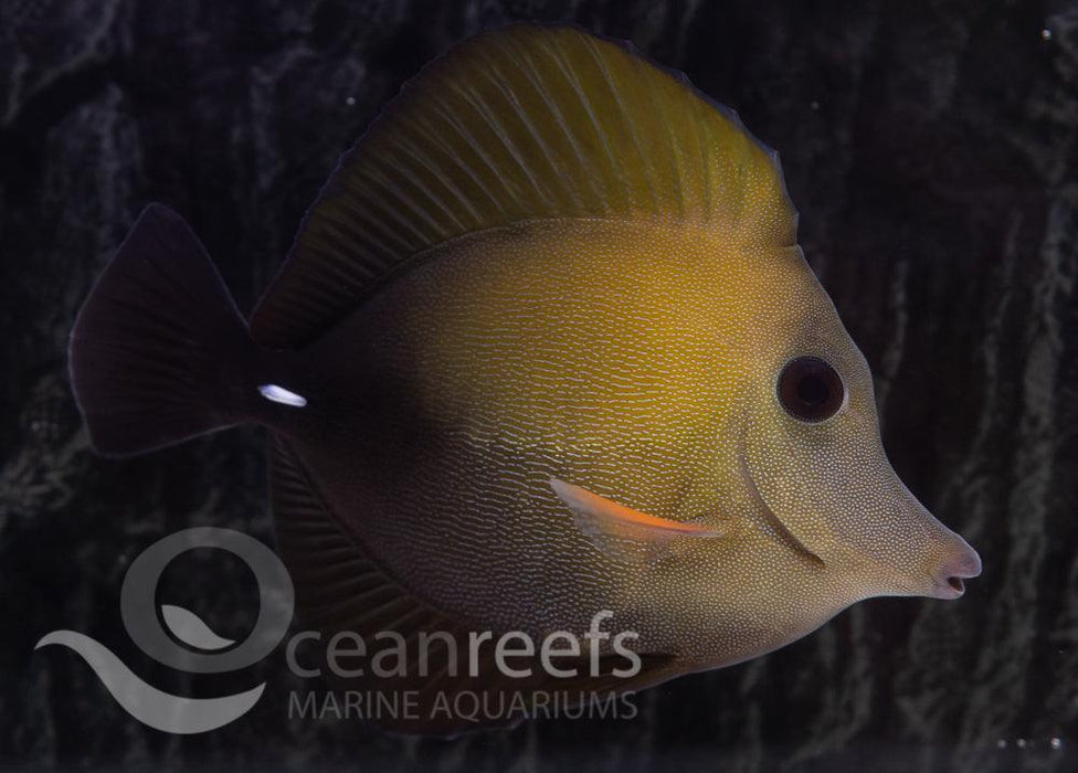 Scopas Tang — Ocean Reefs Marine Aquariums