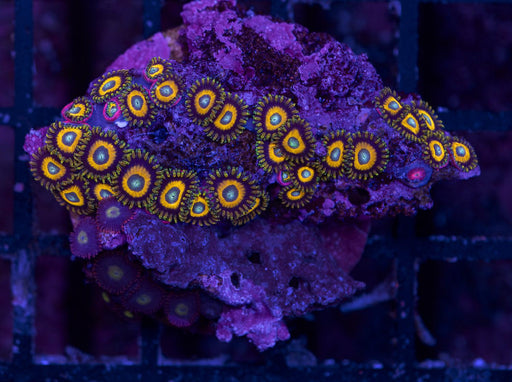 Screambled Egg Zoa Frag - Ocean Reefs Marine Aquariums