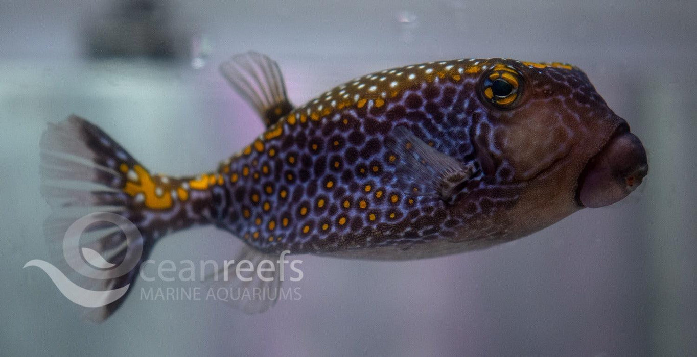Scribbled Boxfish Male - Ocean Reefs Marine Aquariums