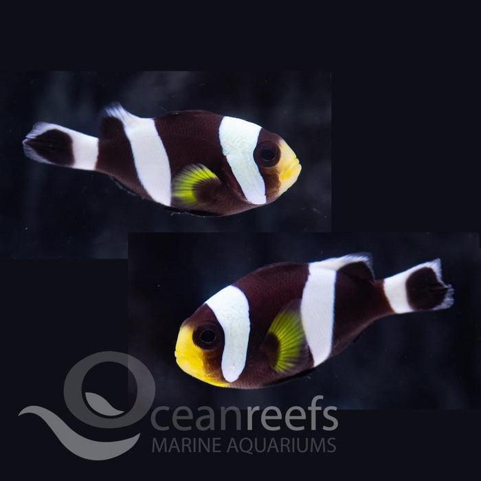 Sebae Anemonefish - Ocean Reefs Marine Aquariums