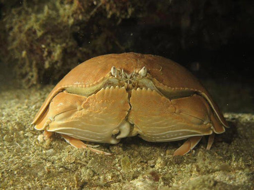 Shame-faced Crab - Ocean Reefs Marine Aquariums