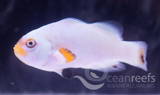 Silver Eye Platinum Clownfish - Ocean Reefs Marine Aquariums