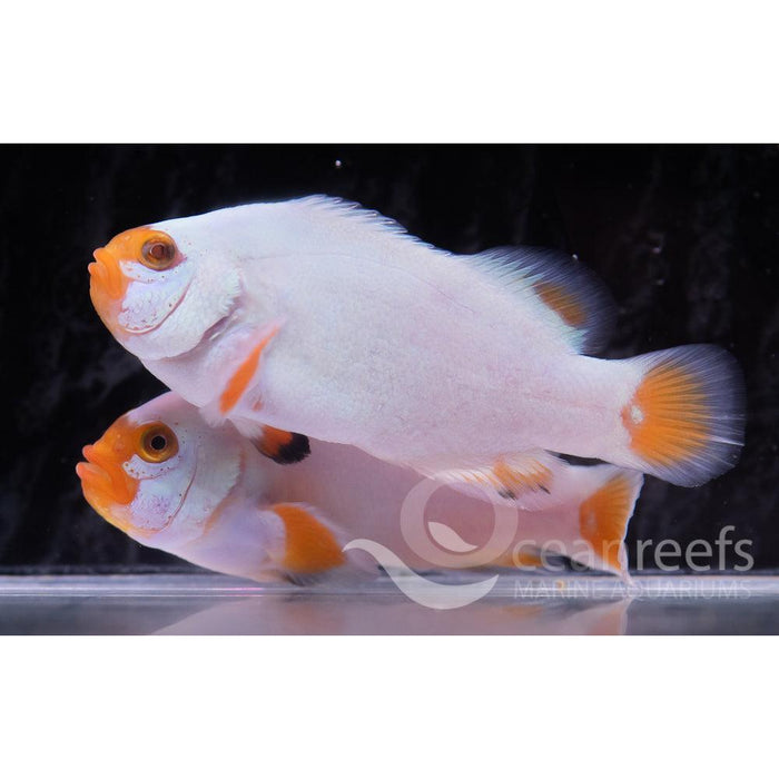 Silver Eye Platinum Clownfish Pair - Ocean Reefs Marine Aquariums