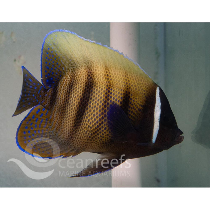 Six Bar Angel (Adult) 35-40cm - Ocean Reefs Marine Aquariums