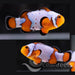 Snowflake Clownfish Pair - Ocean Reefs Marine Aquariums
