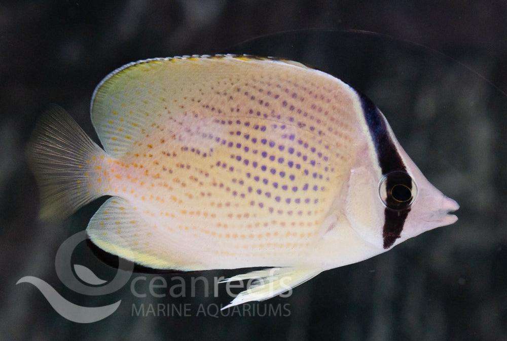 Speckled Butterfly - Ocean Reefs Marine Aquariums