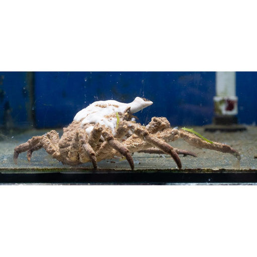 Spider Crab - Ocean Reefs Marine Aquariums