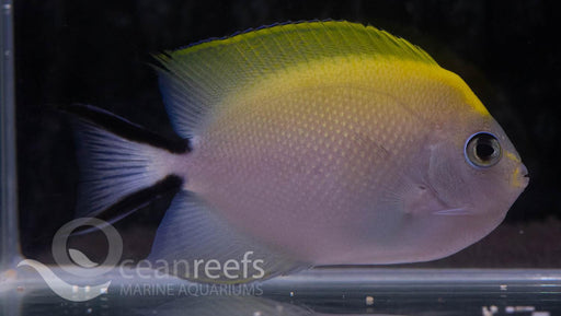 Spot Breasted Angelfish (Female) - Ocean Reefs Marine Aquariums