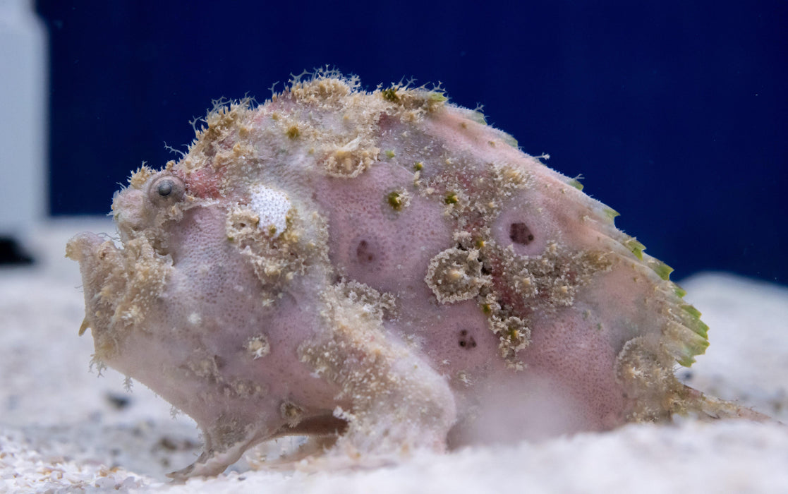 Spot Tail Anglerfish - Ocean Reefs Marine Aquariums