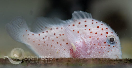 Spotted Croucher Goby - Ocean Reefs Marine Aquariums