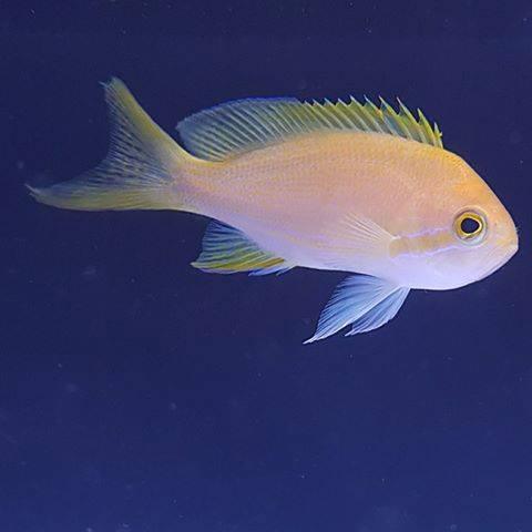 Square Block Anthia (Female) - Ocean Reefs Marine Aquariums