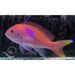 Square Block Anthia (Male) - Ocean Reefs Marine Aquariums