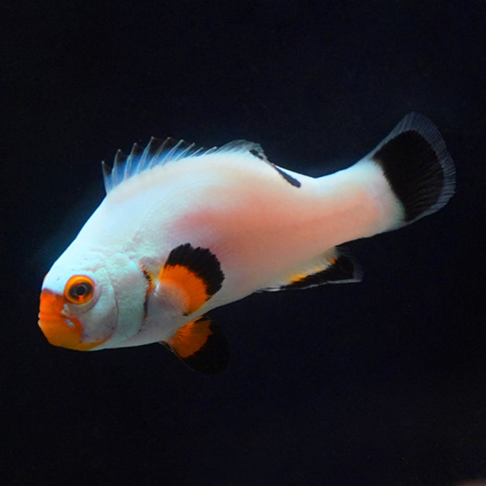 Percula Platinum Clownfish Pair