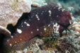 Starry Blenny - Ocean Reefs Marine Aquariums