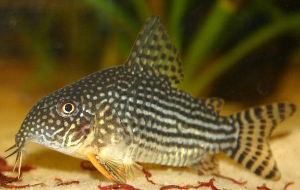 Sterbai Corydora
