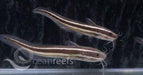 Striped Catfish - Ocean Reefs Marine Aquariums