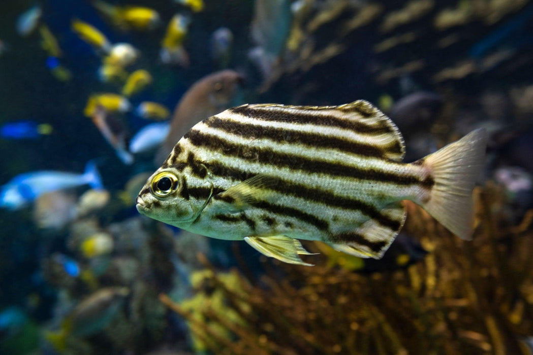 Stripey Butterfly - Ocean Reefs Marine Aquariums