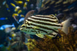 Stripey Butterfly - Ocean Reefs Marine Aquariums