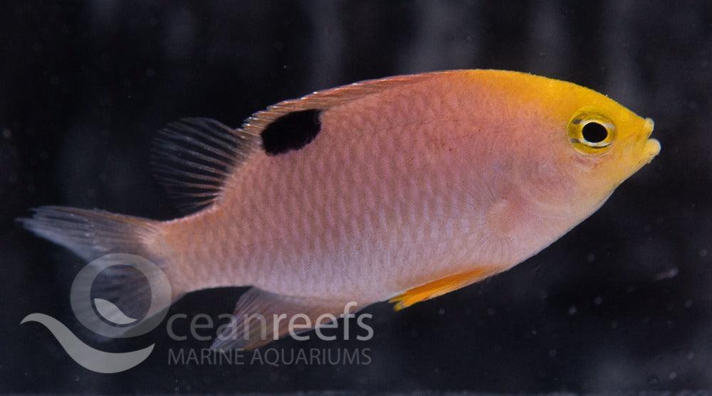 Talbot Fish Talbot Damsel — Ocean Reefs Marine Aquariums